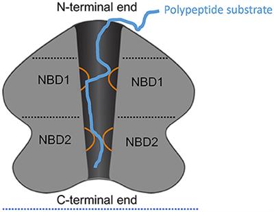 Editorial: The Role of AAA+ Proteins in Protein Repair and Degradation